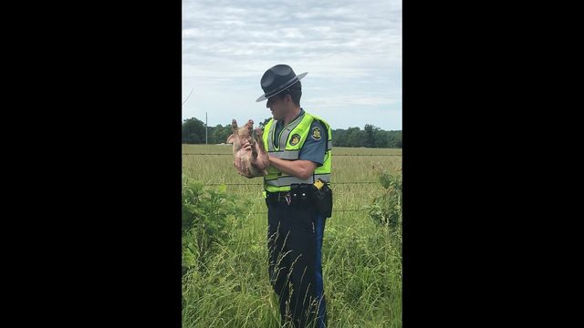 Troopers Wrangle Piglets After Miller County Crash