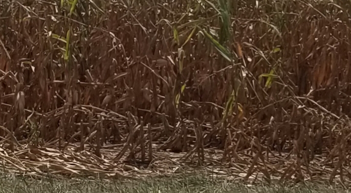Thousands Of Acres Of Corn Destroyed In Storms