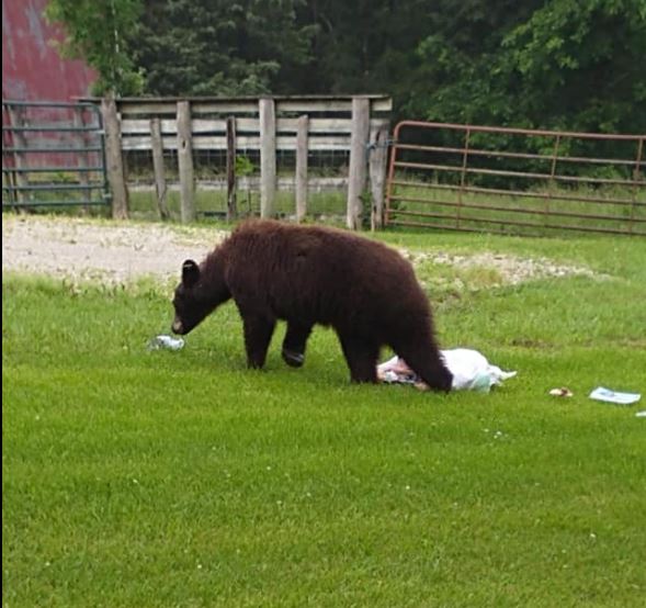 Bear Spotted In New Bloomfield